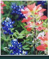 Scenic images of Cuero: Texas Wildflowers